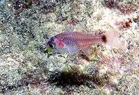 Dusky cardinalfish (Phaeoptyx pigmentaria)