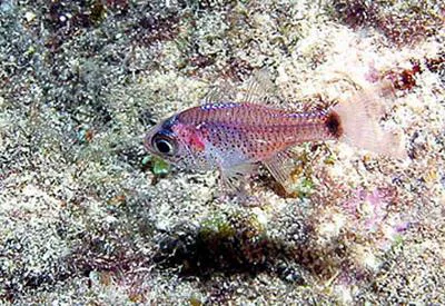 Dusky cardinalfish (Phaeoptyx pigmentaria)