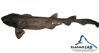 Dusky catshark (Bythaelurus canescens)