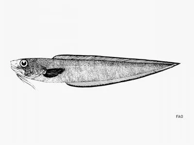 Dusky cusk eel (Lepophidium aporrhox)