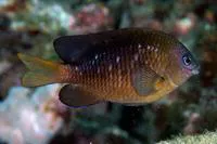 Dusky damselfish (Stegastes adustus)
