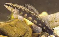 Dusky darter (Percina sciera)