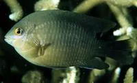 Dusky farmerfish (Stegastes nigricans)