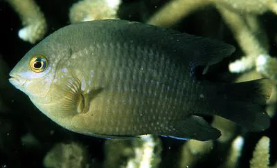 Dusky farmerfish (Stegastes nigricans)