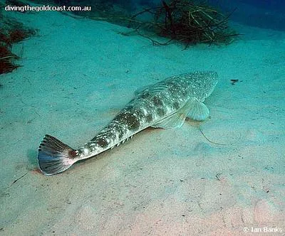 Dusky flathead (Platycephalus fuscus)