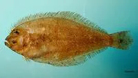 Dusky flounder (Syacium papillosum)
