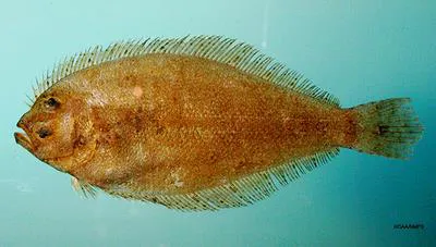 Dusky flounder (Syacium papillosum)