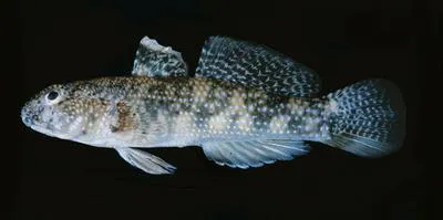 Dusky frillgoby (Bathygobius fuscus)