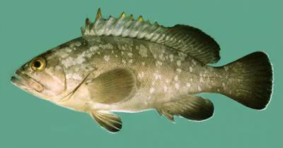 Dusky grouper (Epinephelus marginatus)