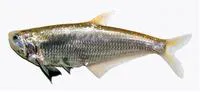 Dusky-hairfin anchovy (Setipinna melanochir)