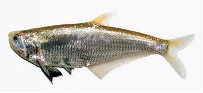 Dusky-hairfin anchovy (Setipinna melanochir)