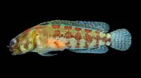 Dusky jawfish (Opistognathus whitehursti)
