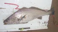 Dusky kob (Argyrosomus coronus)