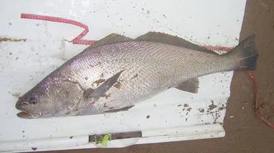 Dusky kob (Argyrosomus coronus)