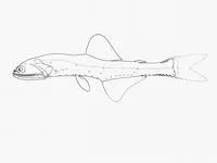 Dusky lanternfish (Nannobrachium atrum)