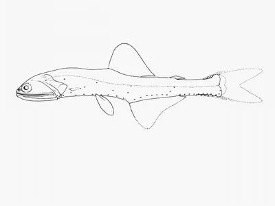 Dusky lanternfish (Nannobrachium atrum)