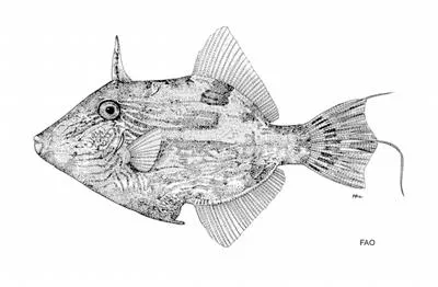 Dusky leatherjacket (Paramonacanthus otisensis)
