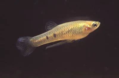 Dusky millions fish (Phalloceros caudimaculatus)