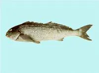 Dusky morwong (Dactylophora nigricans)
