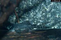 Dusky panaque (Panaqolus nocturnus)