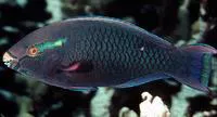 Dusky parrotfish (Scarus niger)
