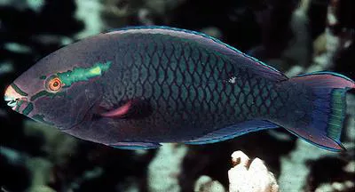 Dusky parrotfish (Scarus niger)