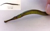 Dusky pipefish (Syngnathus floridae)