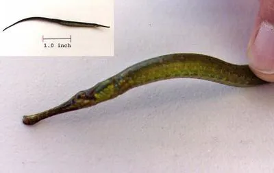 Dusky pipefish (Syngnathus floridae)