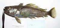 Dusky rockcod (Trematomus newnesi)