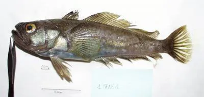 Dusky rockcod (Trematomus newnesi)