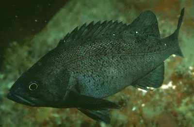 Dusky rockfish (Sebastes ciliatus)