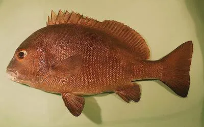 Dusky rubberlip (Plectorhinchus chubbi)