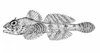 Dusky sculpin (Icelinus burchami)
