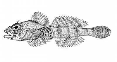 Dusky sculpin (Icelinus burchami)