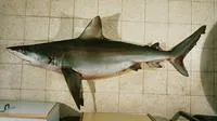 Dusky shark (Carcharhinus obscurus)