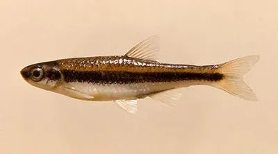 Dusky shiner (Notropis cummingsae)