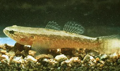 Dusky sleeper (Eleotris fusca)