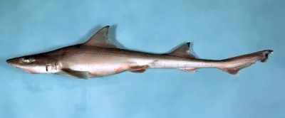 Dusky smooth-hound (Mustelus canis)