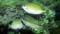 Dusky spinefoot (Siganus luridus)