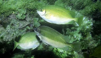 Dusky spinefoot (Siganus luridus)