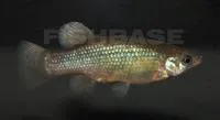 Dusky splitfin (Goodea gracilis)
