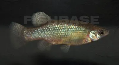 Dusky splitfin (Goodea gracilis)