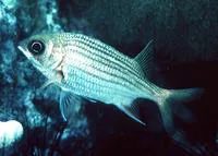 Dusky squirrelfish (Sargocentron vexillarium)