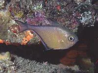 Dusky sweeper (Pempheris adusta)