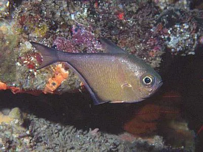 Dusky sweeper (Pempheris adusta)