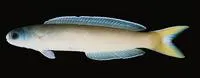 Dusky tilefish (Hoplolatilus cuniculus)