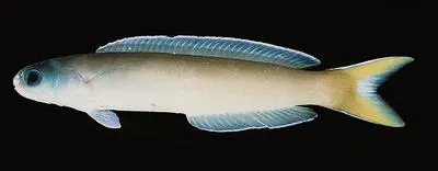 Dusky tilefish (Hoplolatilus cuniculus)