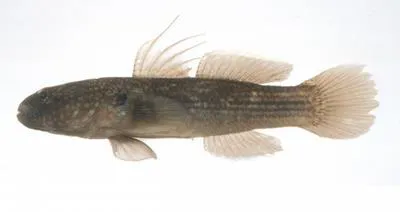 Dusky tripletooth goby (Tridentiger obscurus)