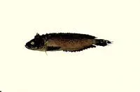 Dusky velvetfish (Aploactis aspera)
