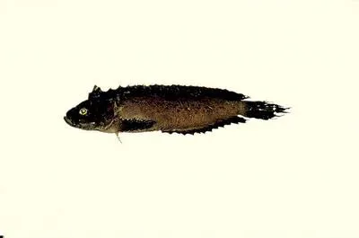 Dusky velvetfish (Aploactis aspera)